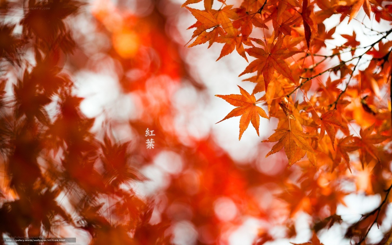 Red Maple Leaves in Autumn