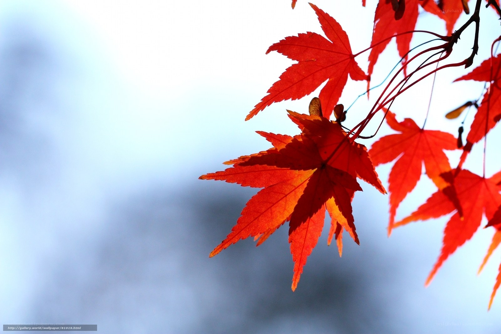 Red maple leaves in autumn
