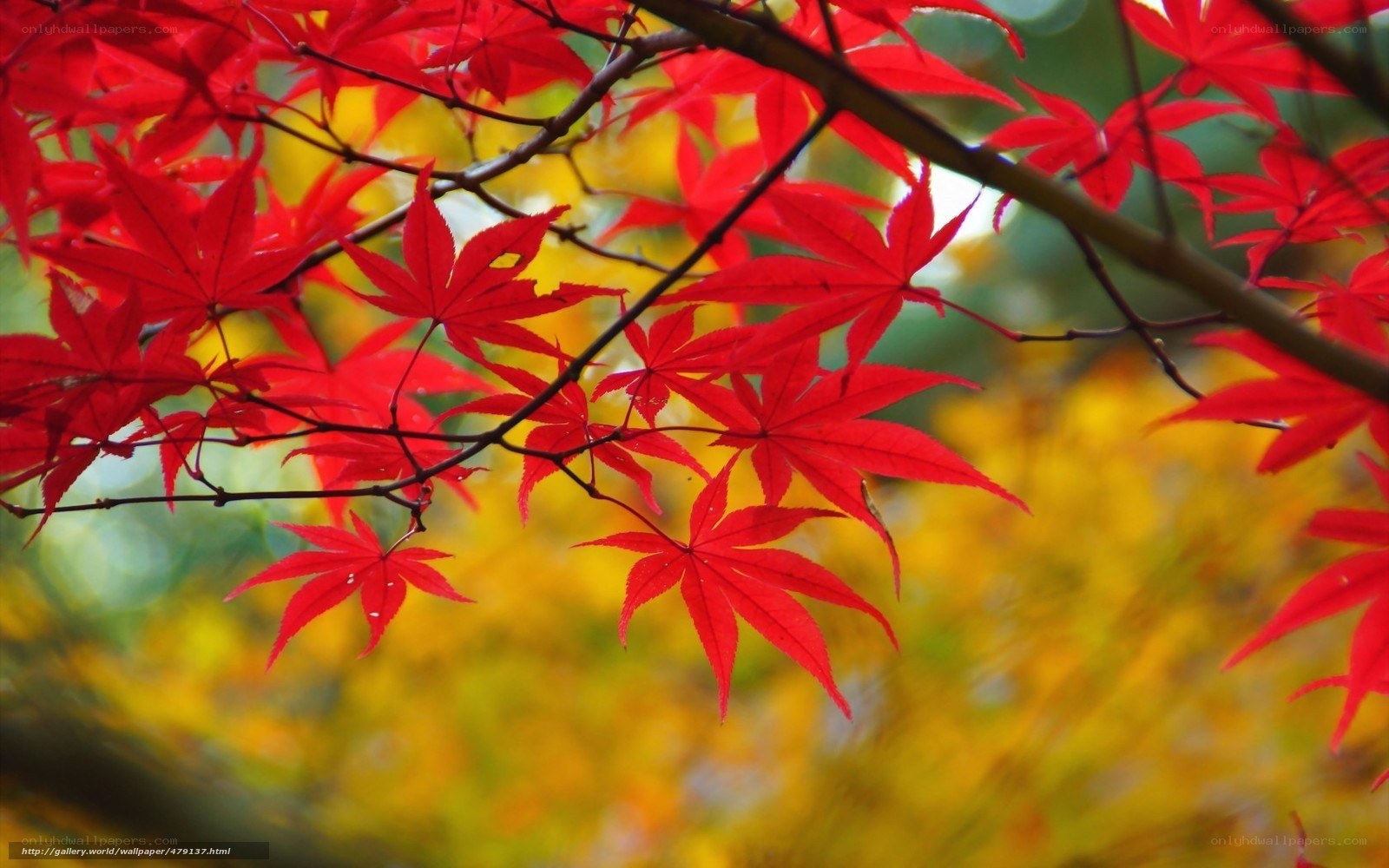 Red maple leaves in autumn
