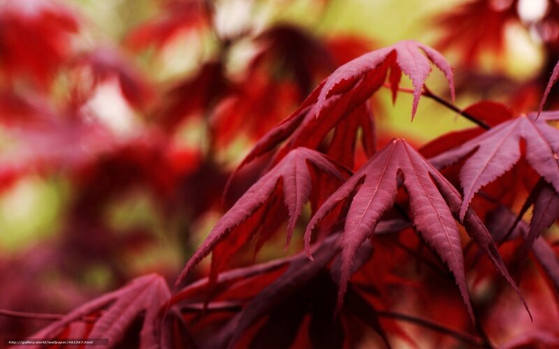 Red maple leaves in autumn