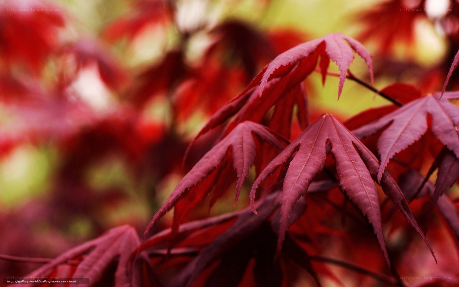 Red maple leaves in autumn