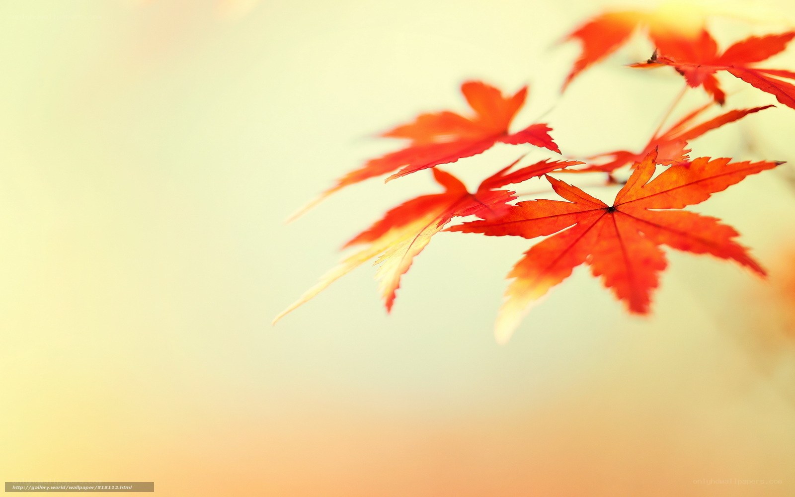 Red maple leaves in autumn