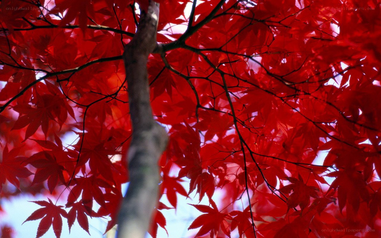 Red maple leaves in autumn