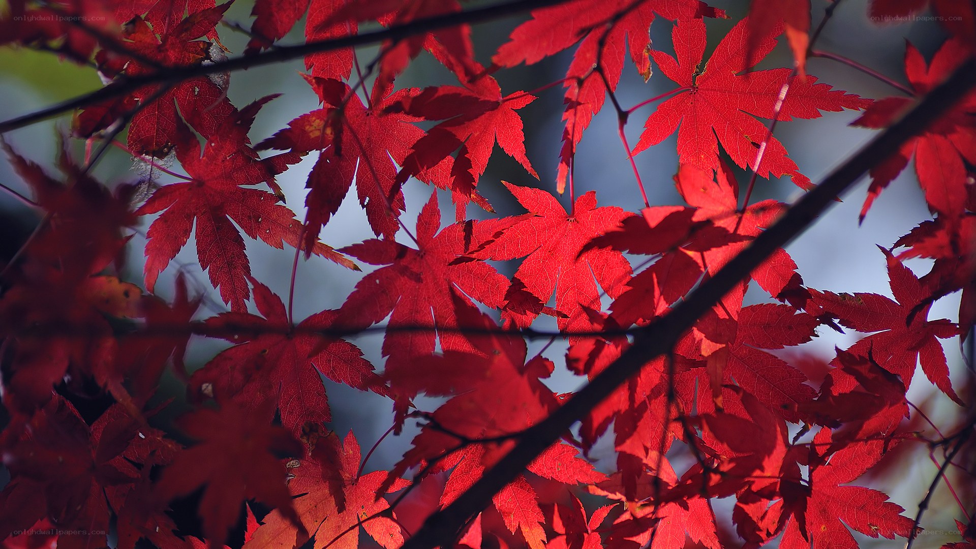 Red maple leaves in autumn