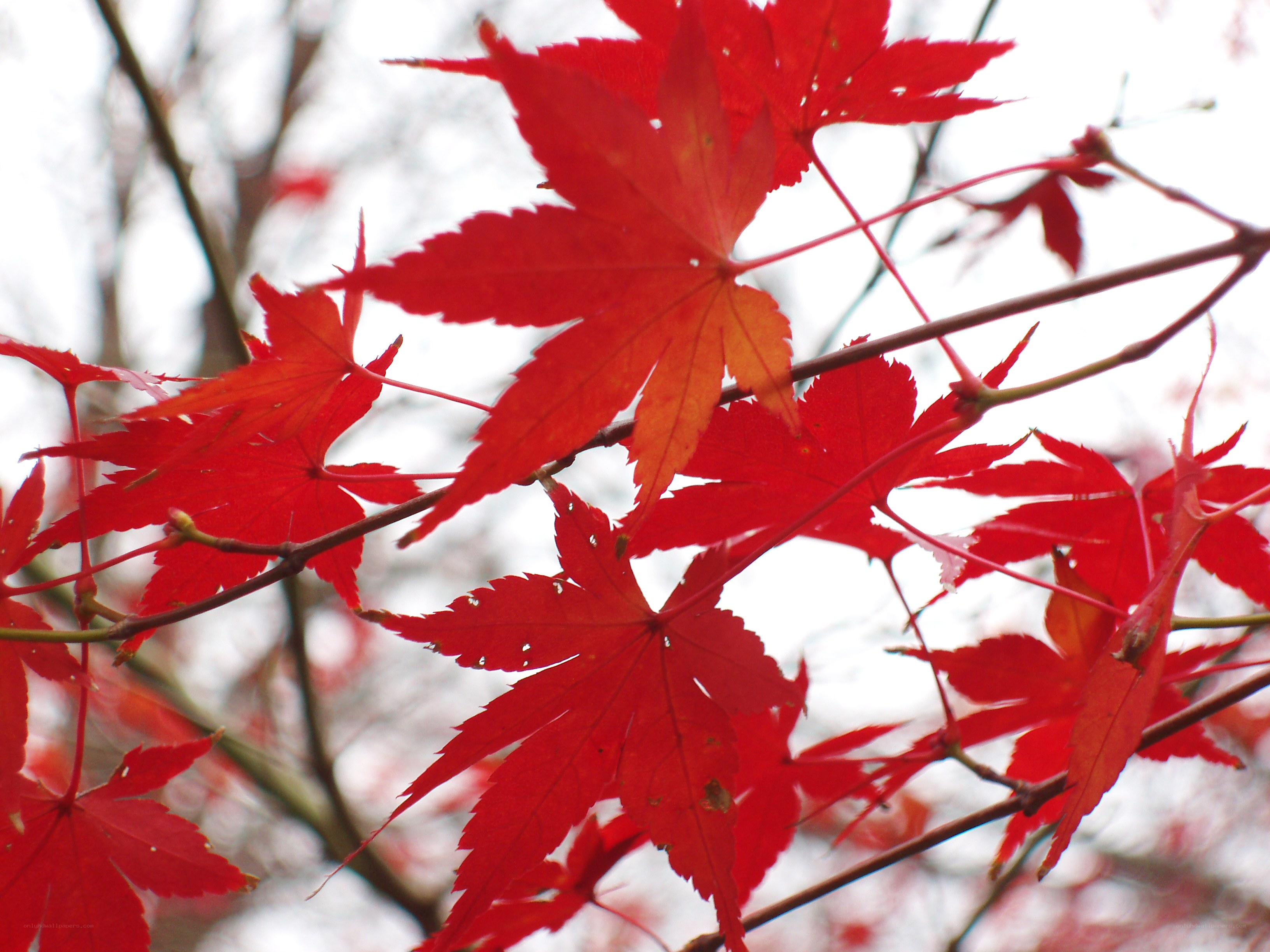Red maple leaves in autumn