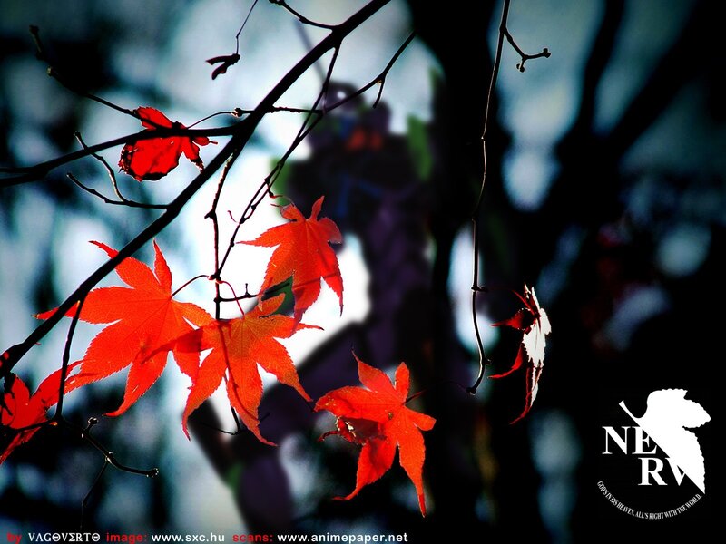 Red maple leaves in autumn