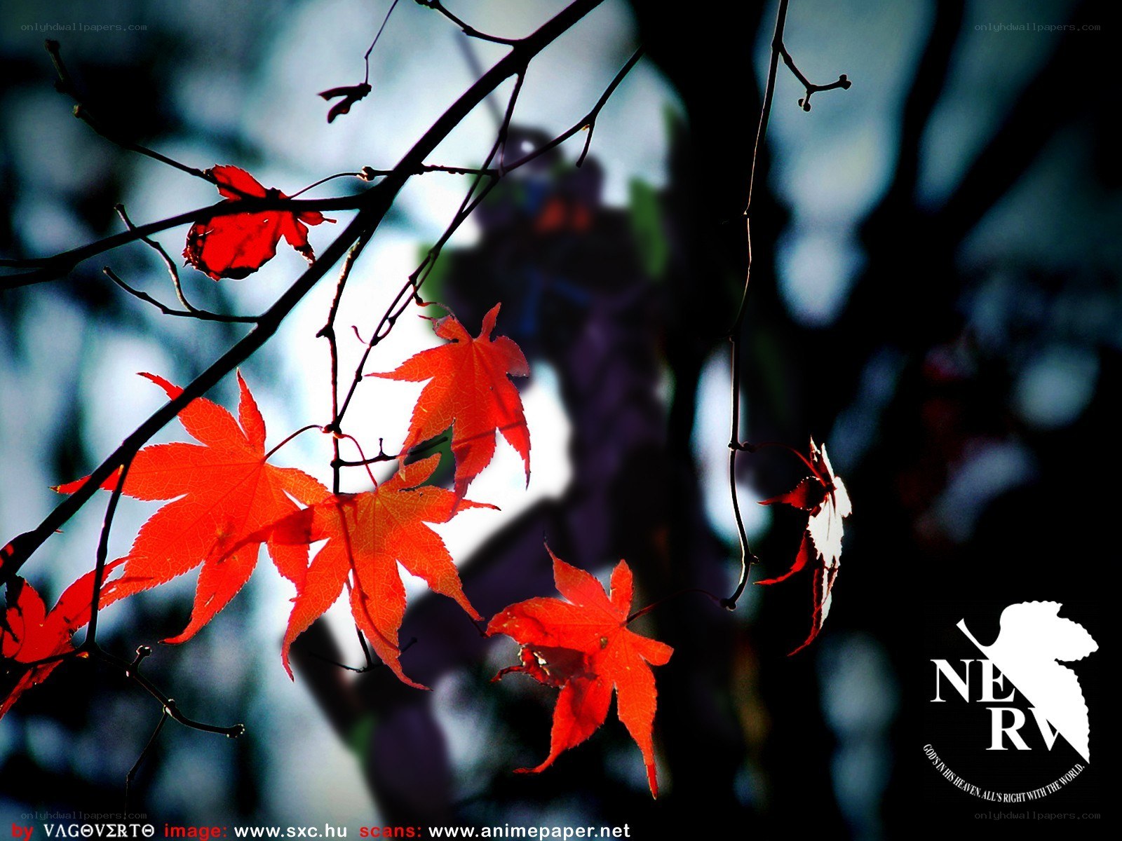 Red maple leaves in autumn