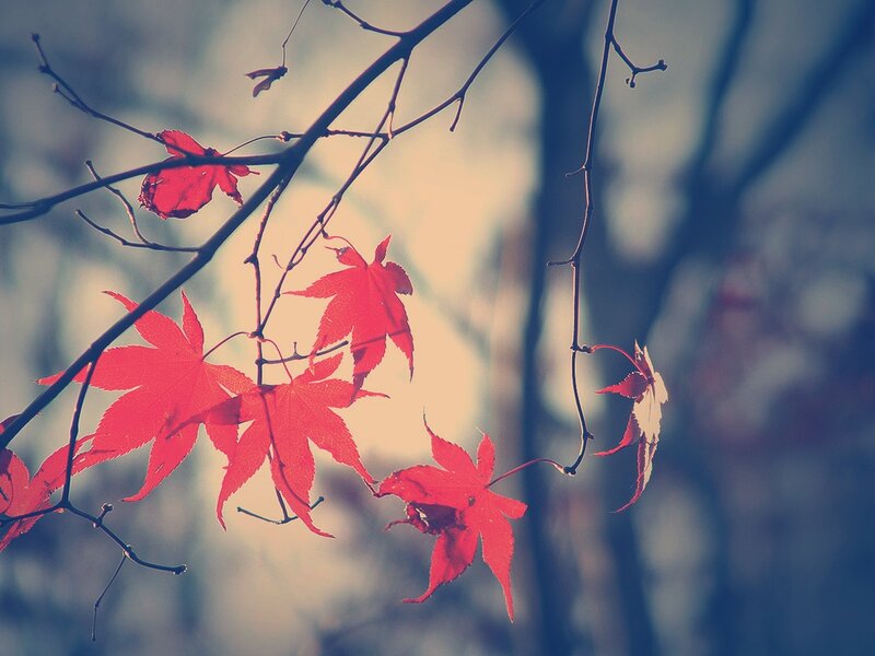 Red maple leaves in autumn