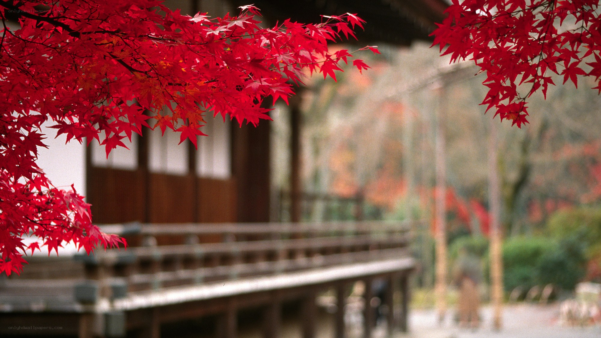Red maple leaves in autumn