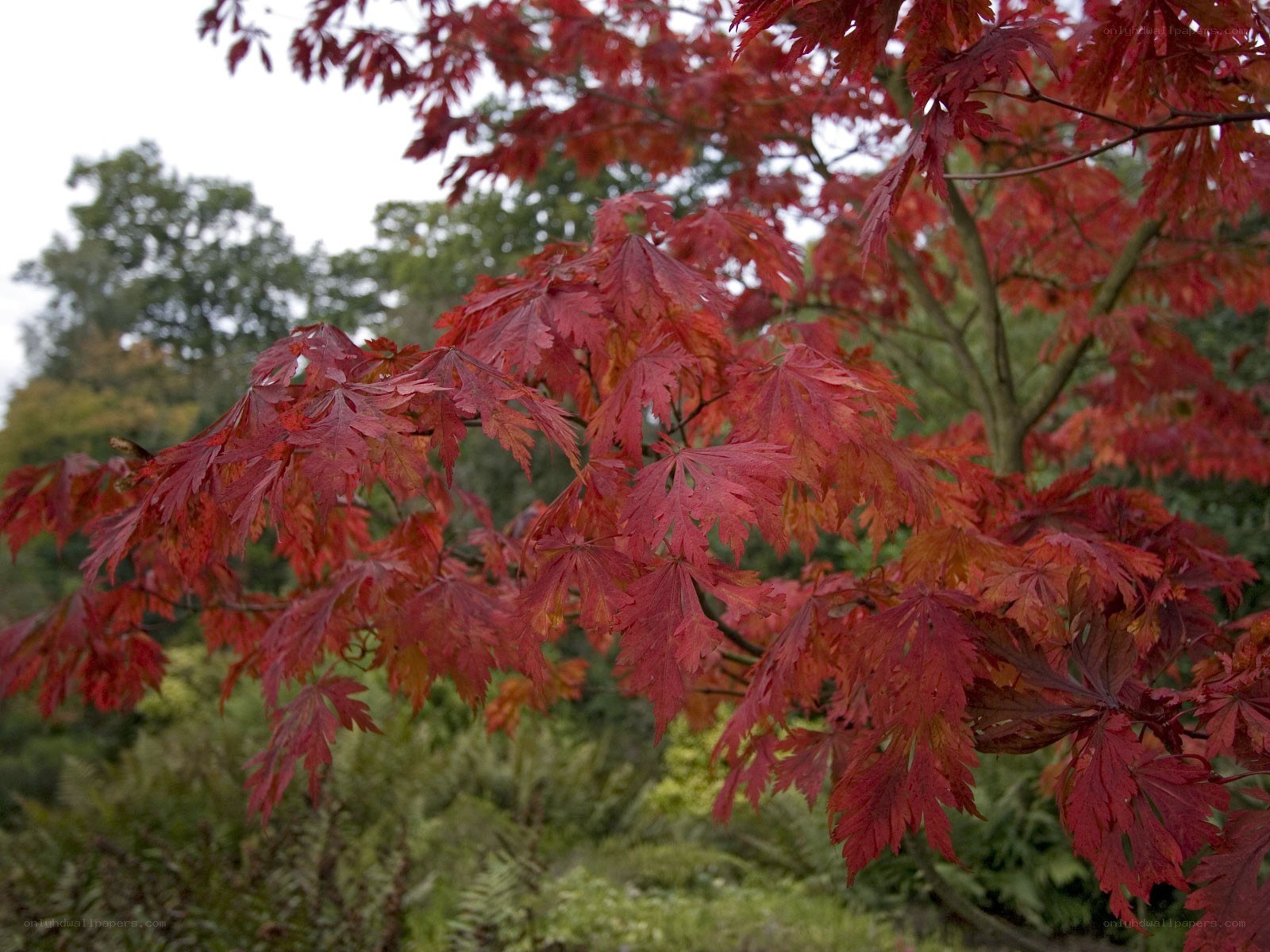 Red maple leaves in autumn