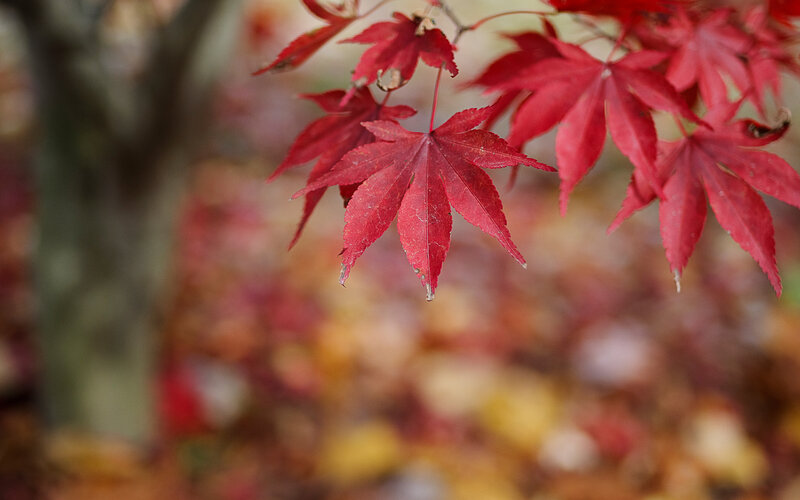 Red maple leaves in autumn