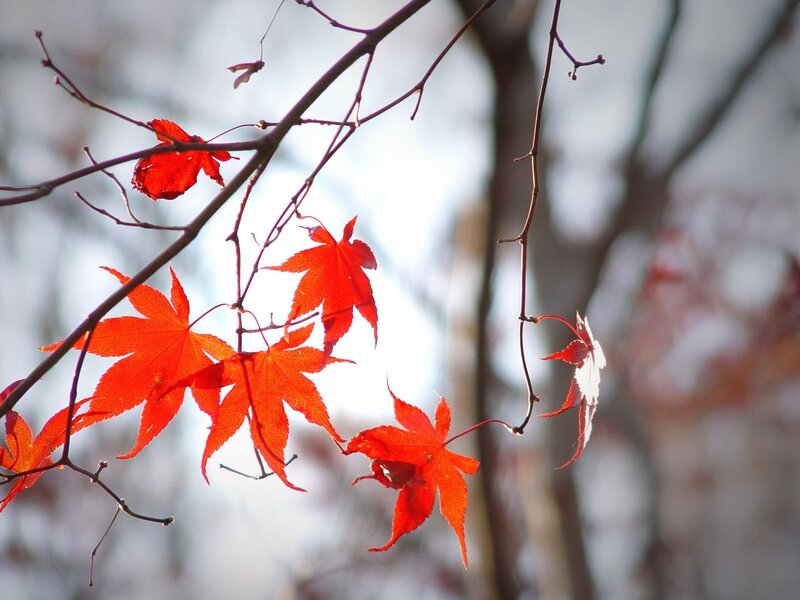 Red maple leaves in autumn