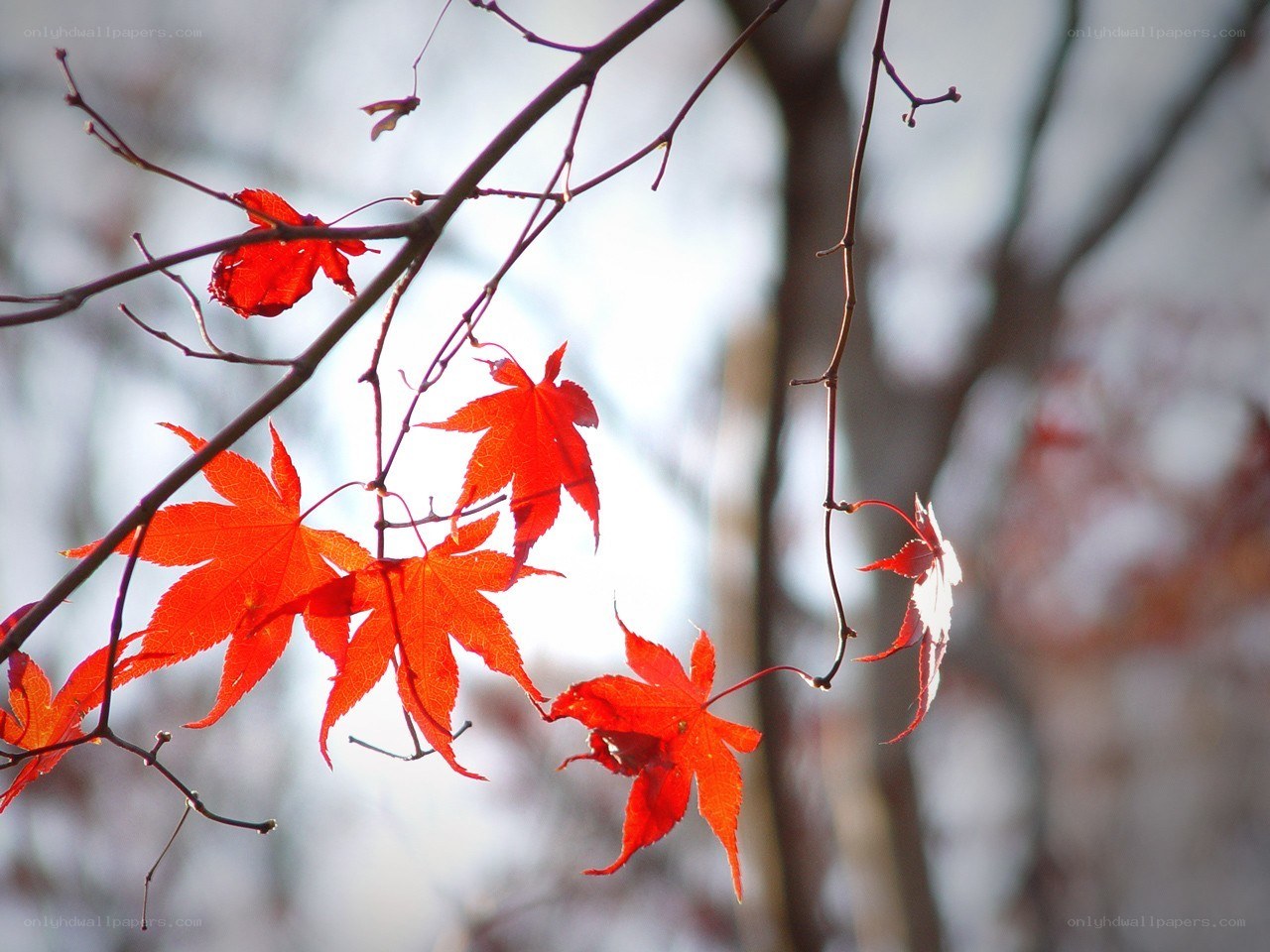 Red maple leaves in autumn