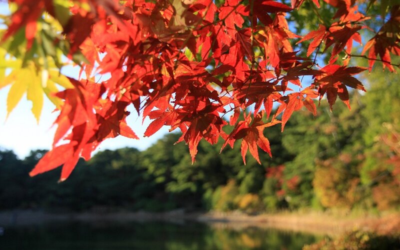Red maple leaves in autumn