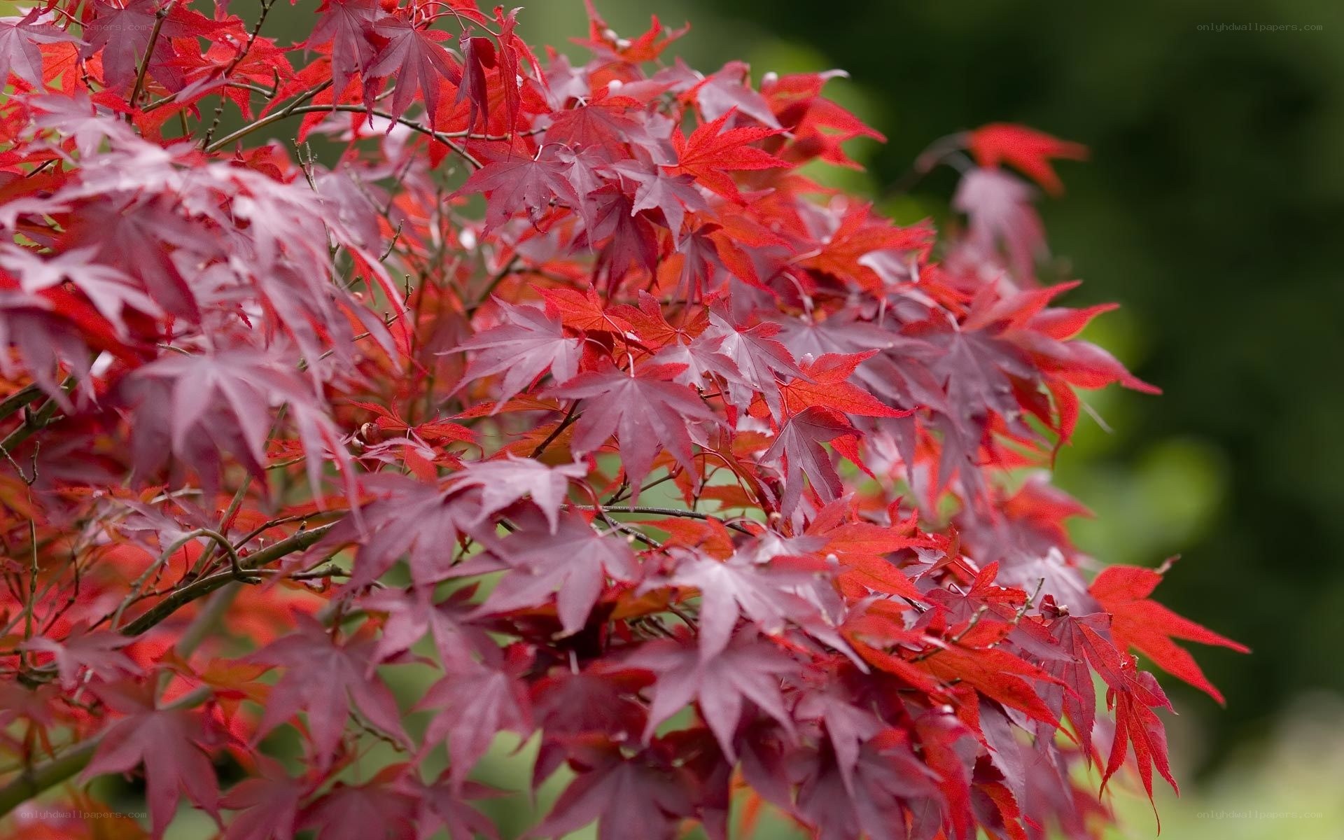 Red maple leaves in autumn