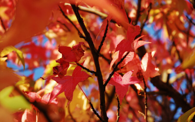 Red maple leaves in autumn