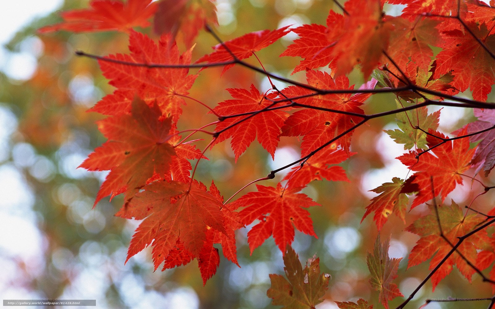 Red maple leaves in autumn