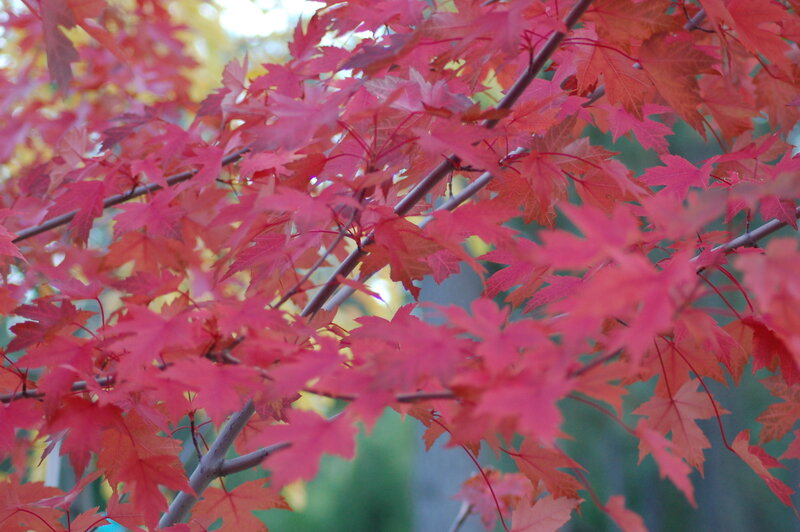 Red maple leaves in autumn