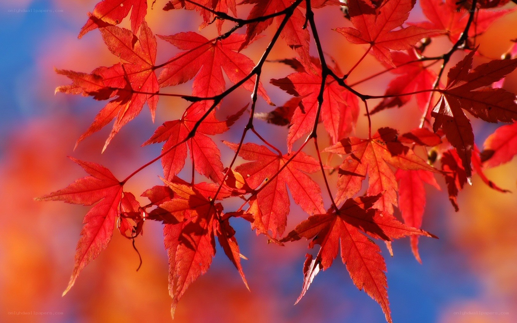 Red maple leaves in autumn
