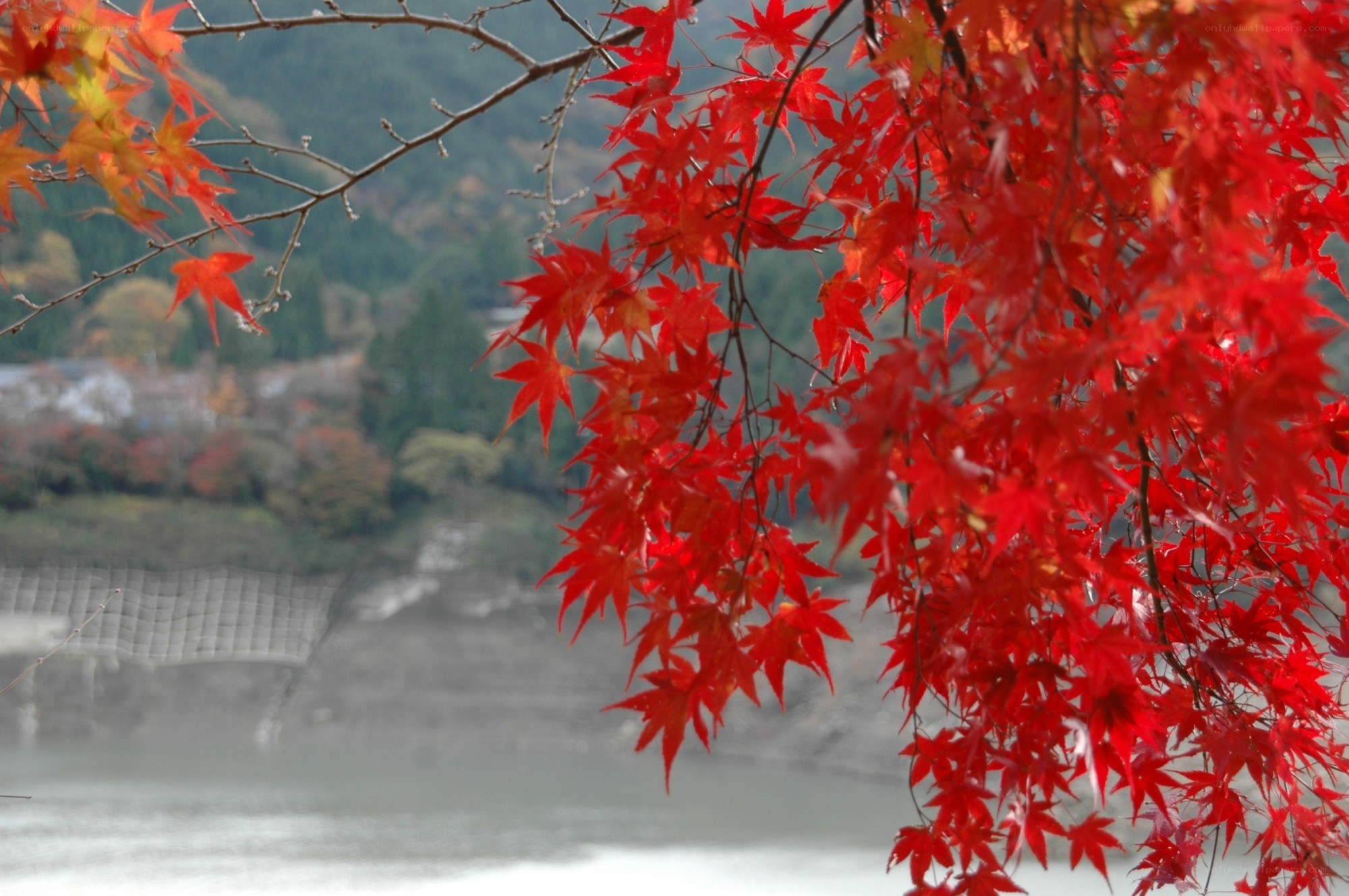 Red maple leaves in autumn