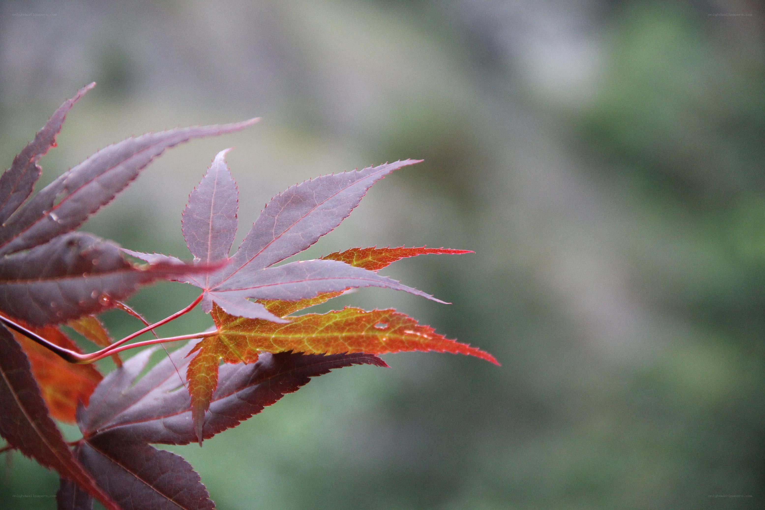 red maple leaves in autumn