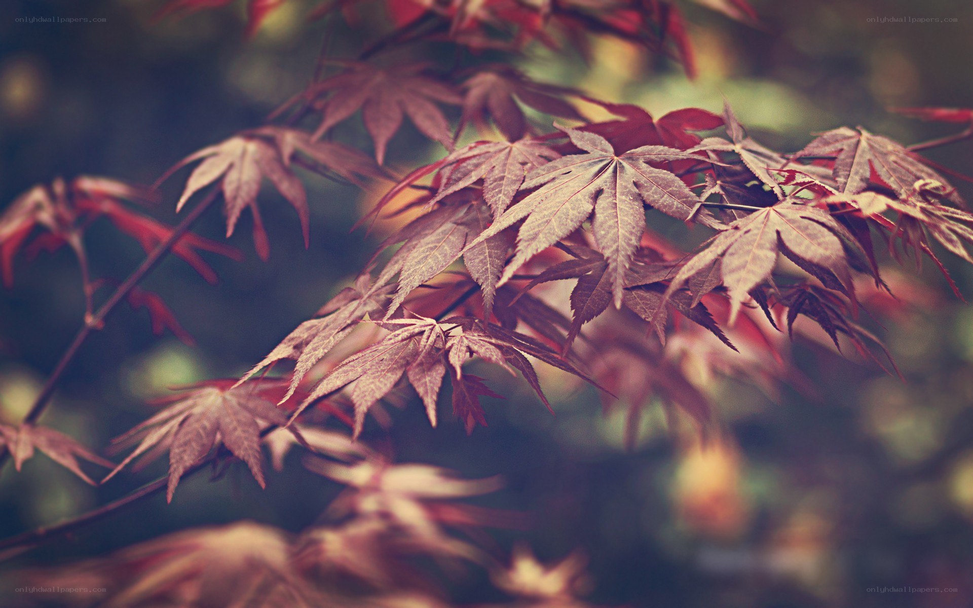 Red maple leaves in autumn