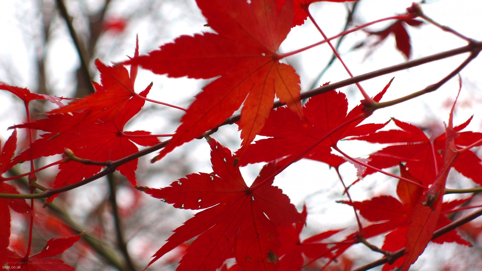 Red maple leaves in autumn
