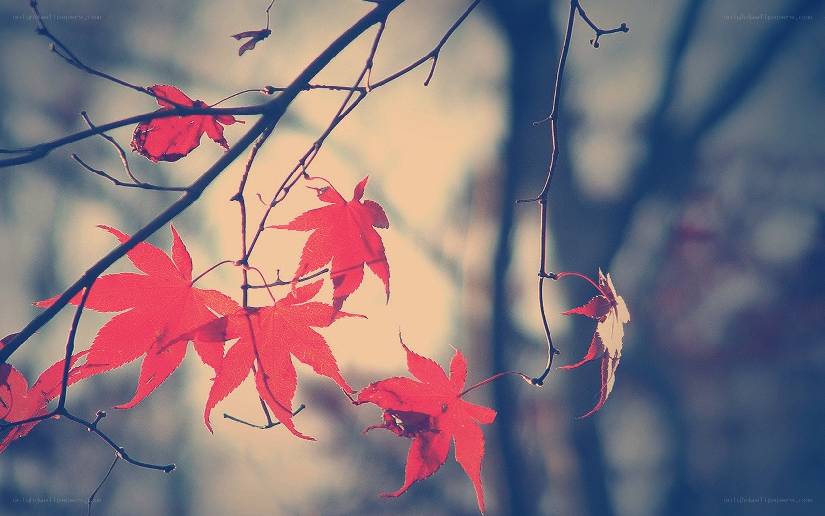 Red maple leaves in autumn