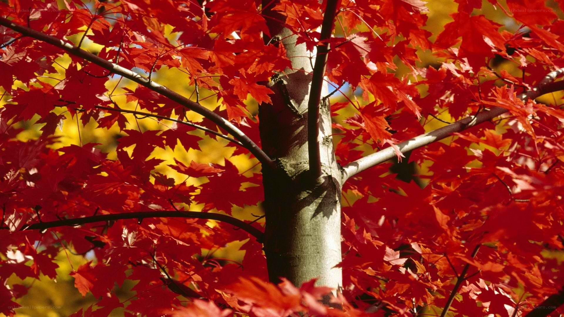 Red maple leaves in autumn