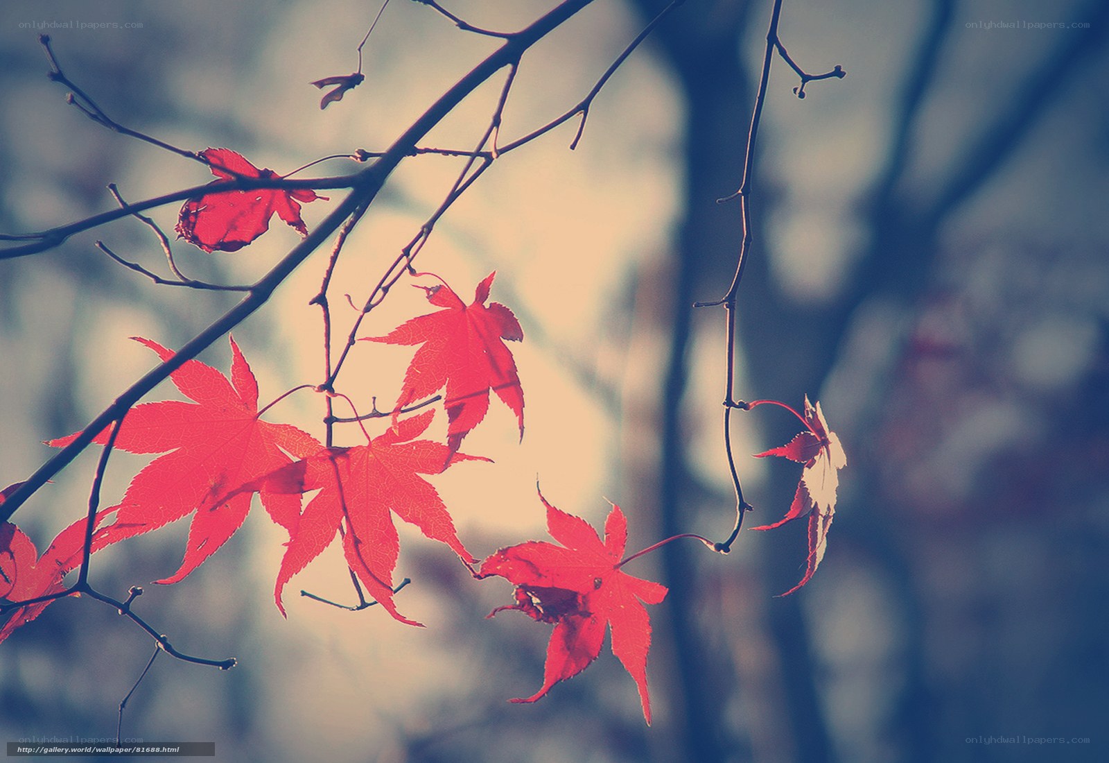Red maple leaves in autumn