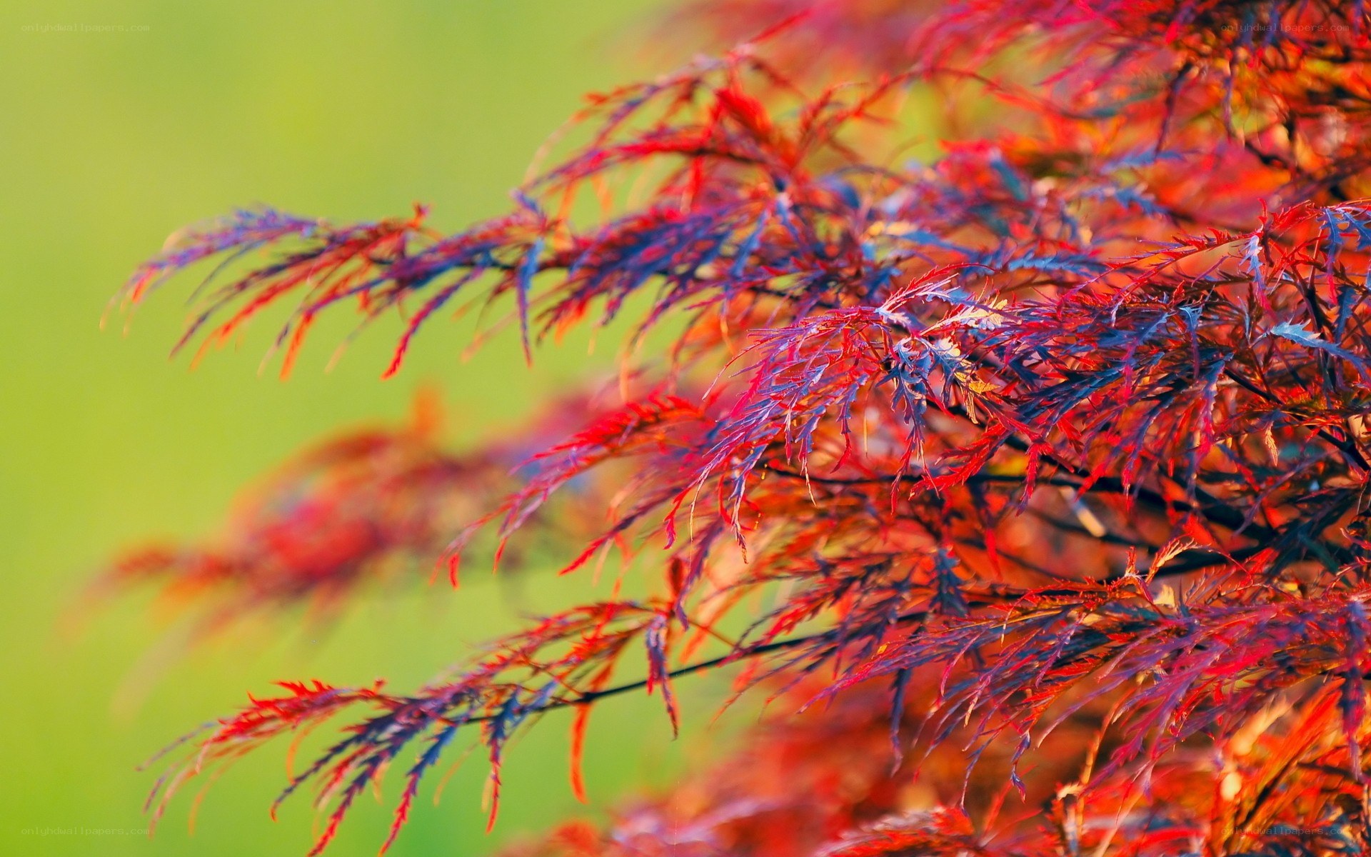 Red maple leaves in autumn