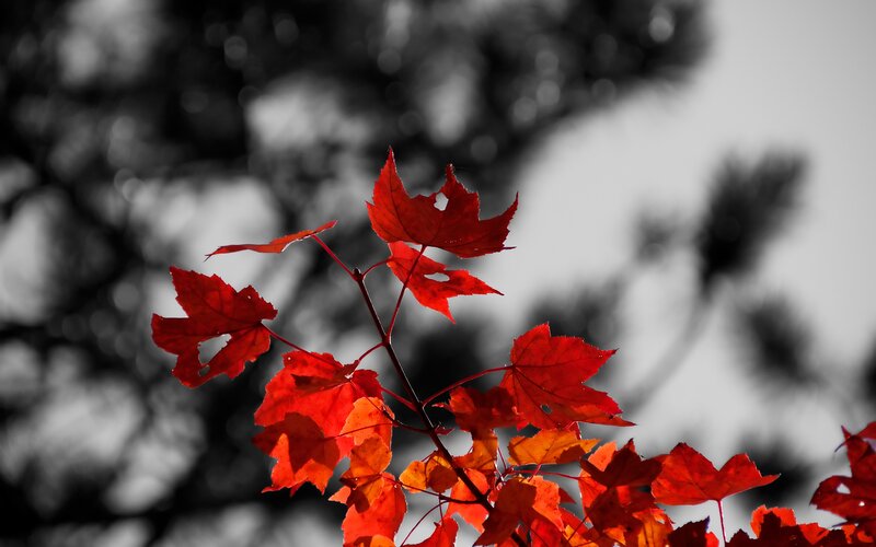 Red maple leaves in autumn