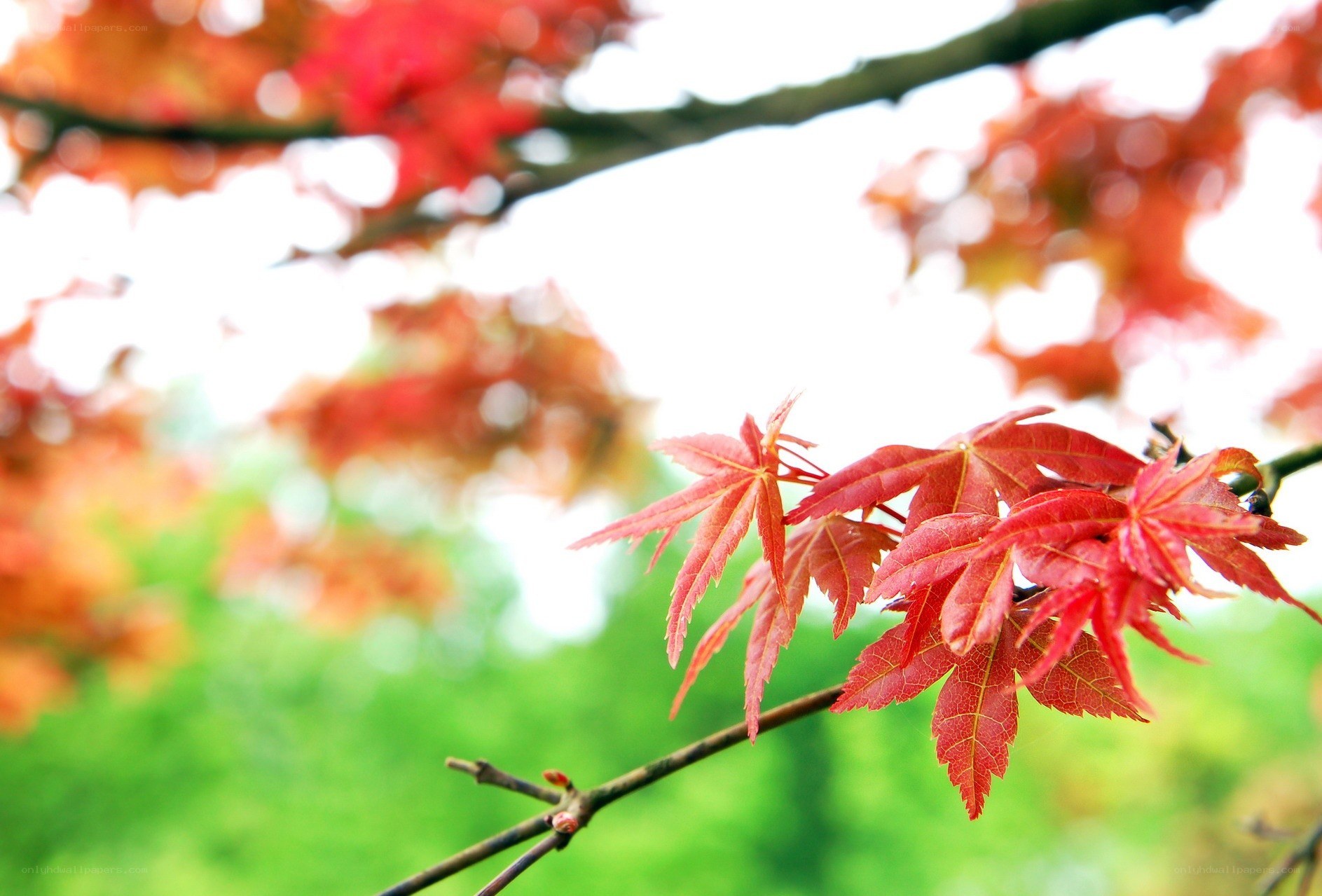 Red maple leaves in autumn
