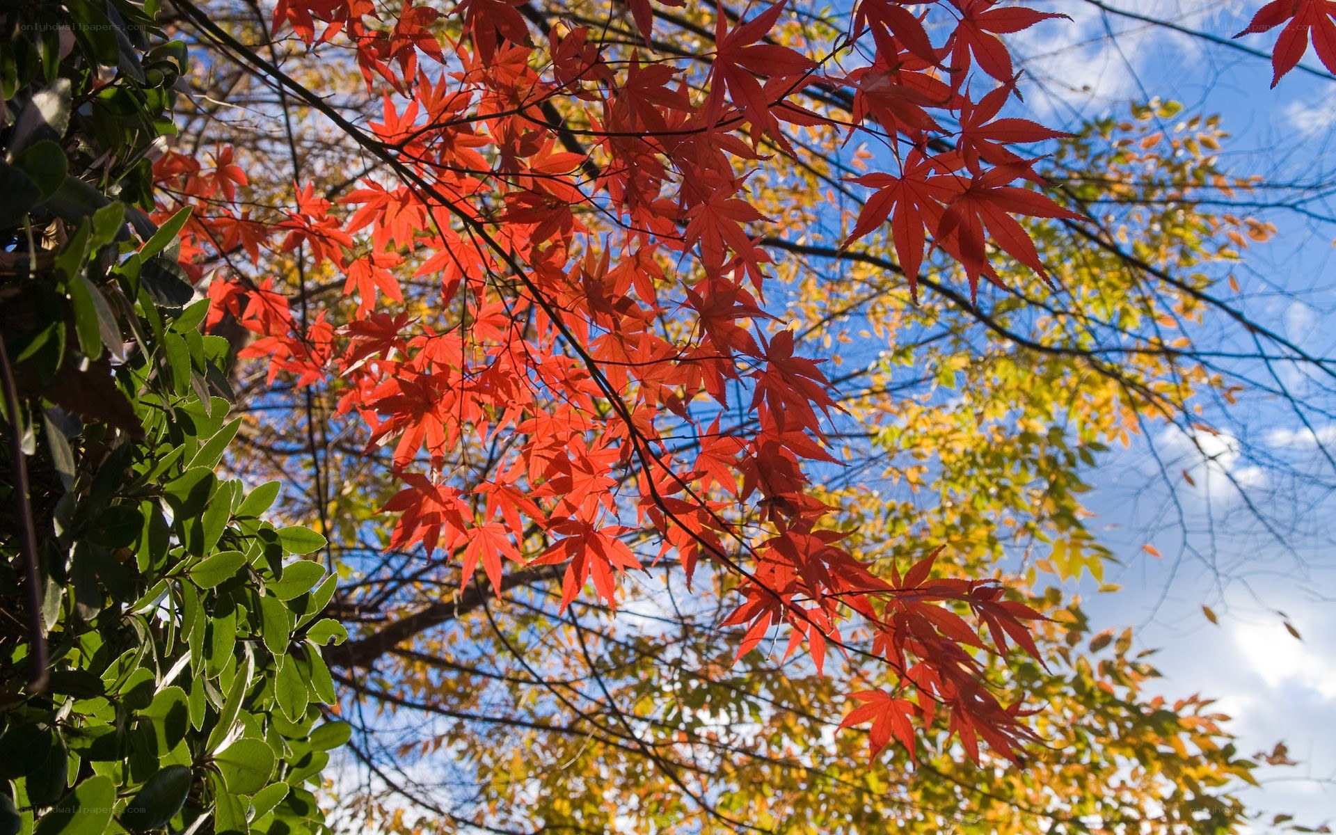 Red maple leaves in autumn