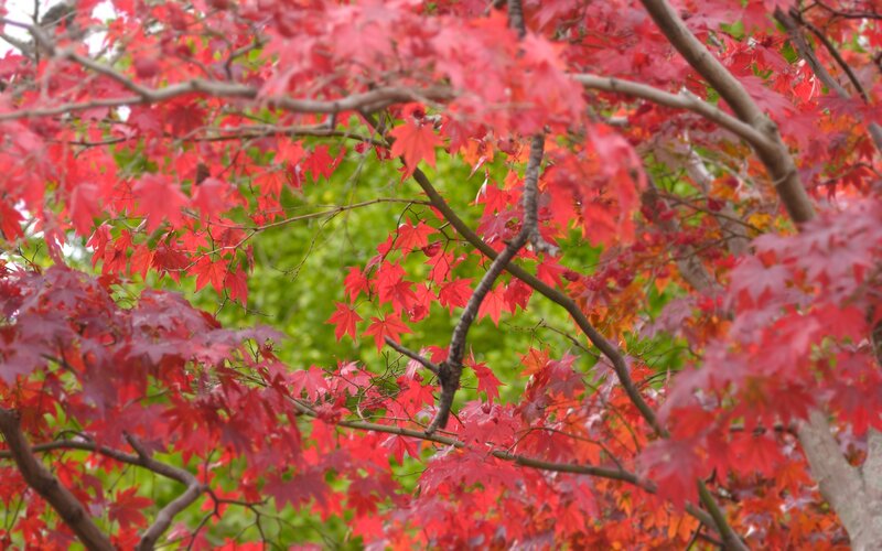 Red maple leaves in autumn