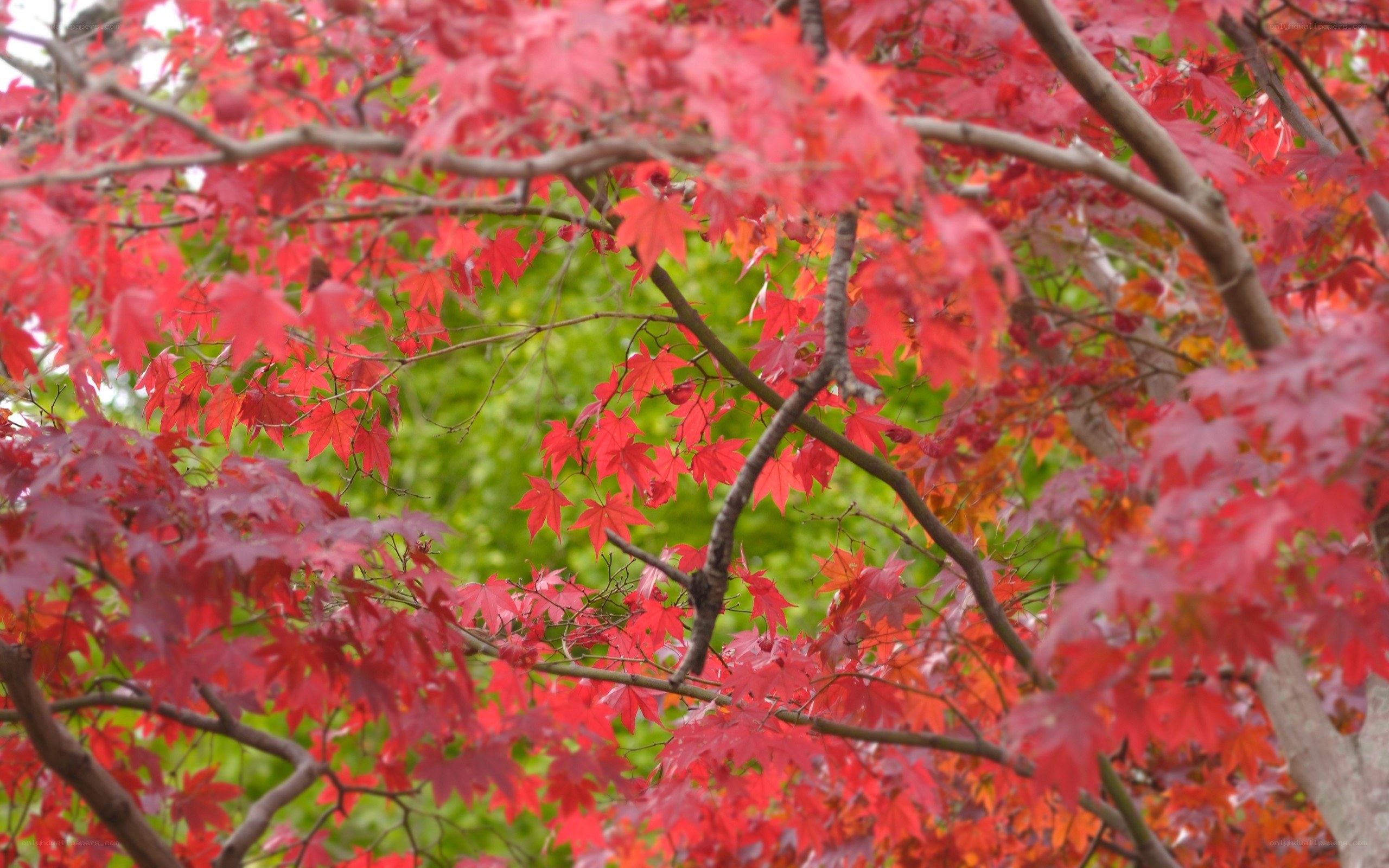 Red maple leaves in autumn