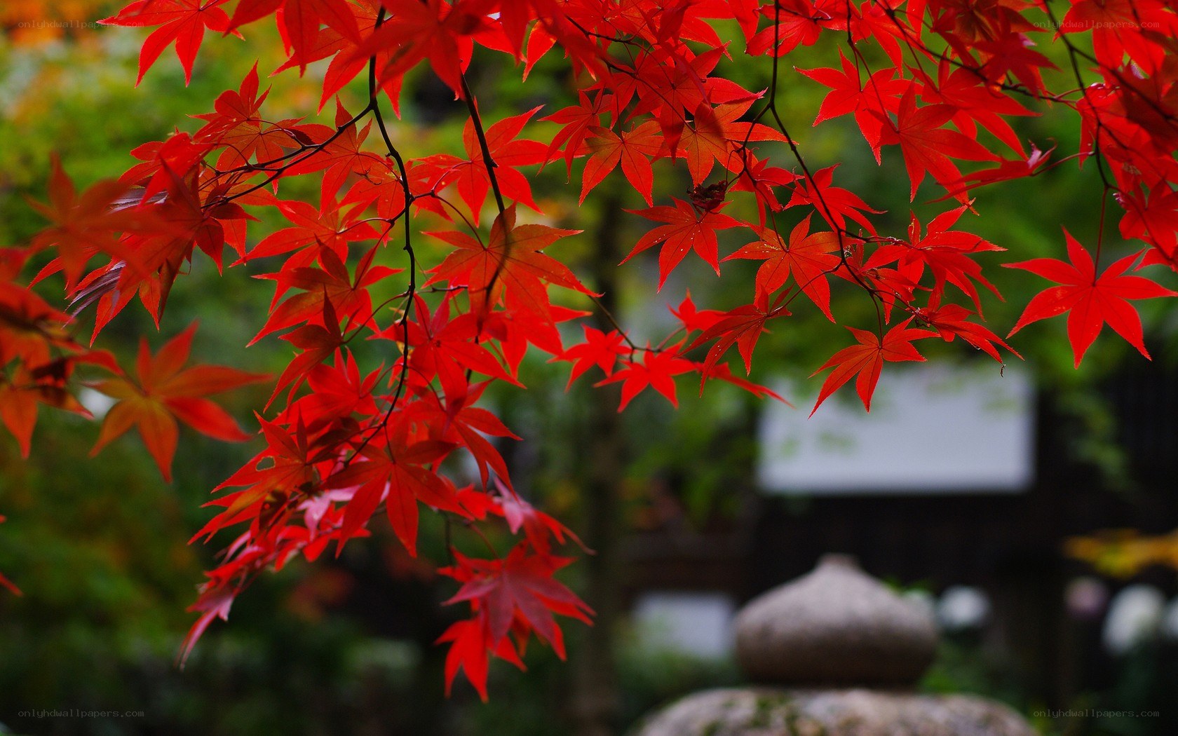 Red maple leaves in autumn