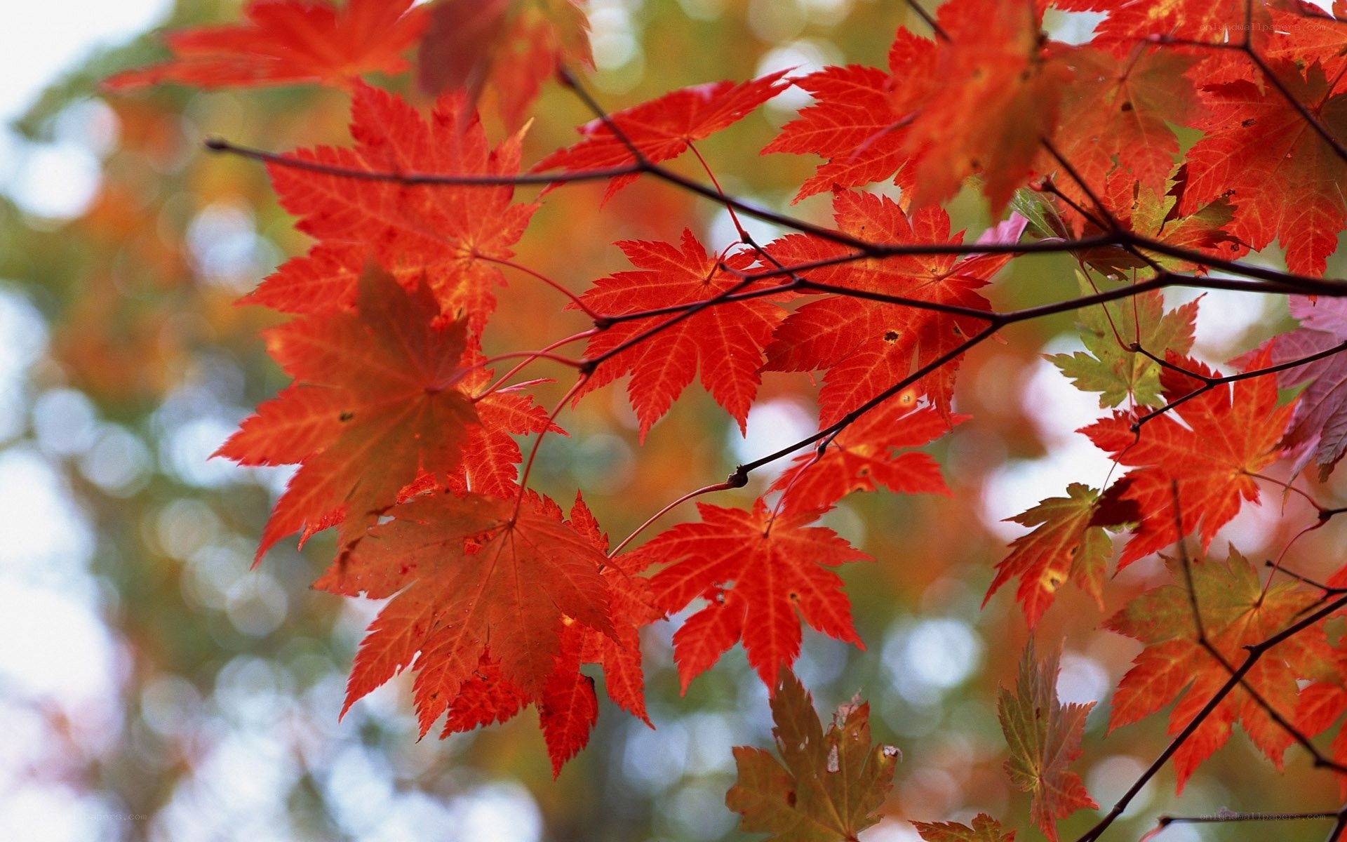 Red maple leaves in autumn