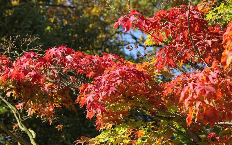 Red maple leaves in autumn