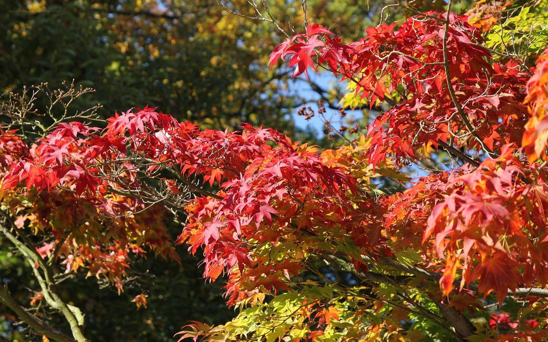 Red maple leaves in autumn