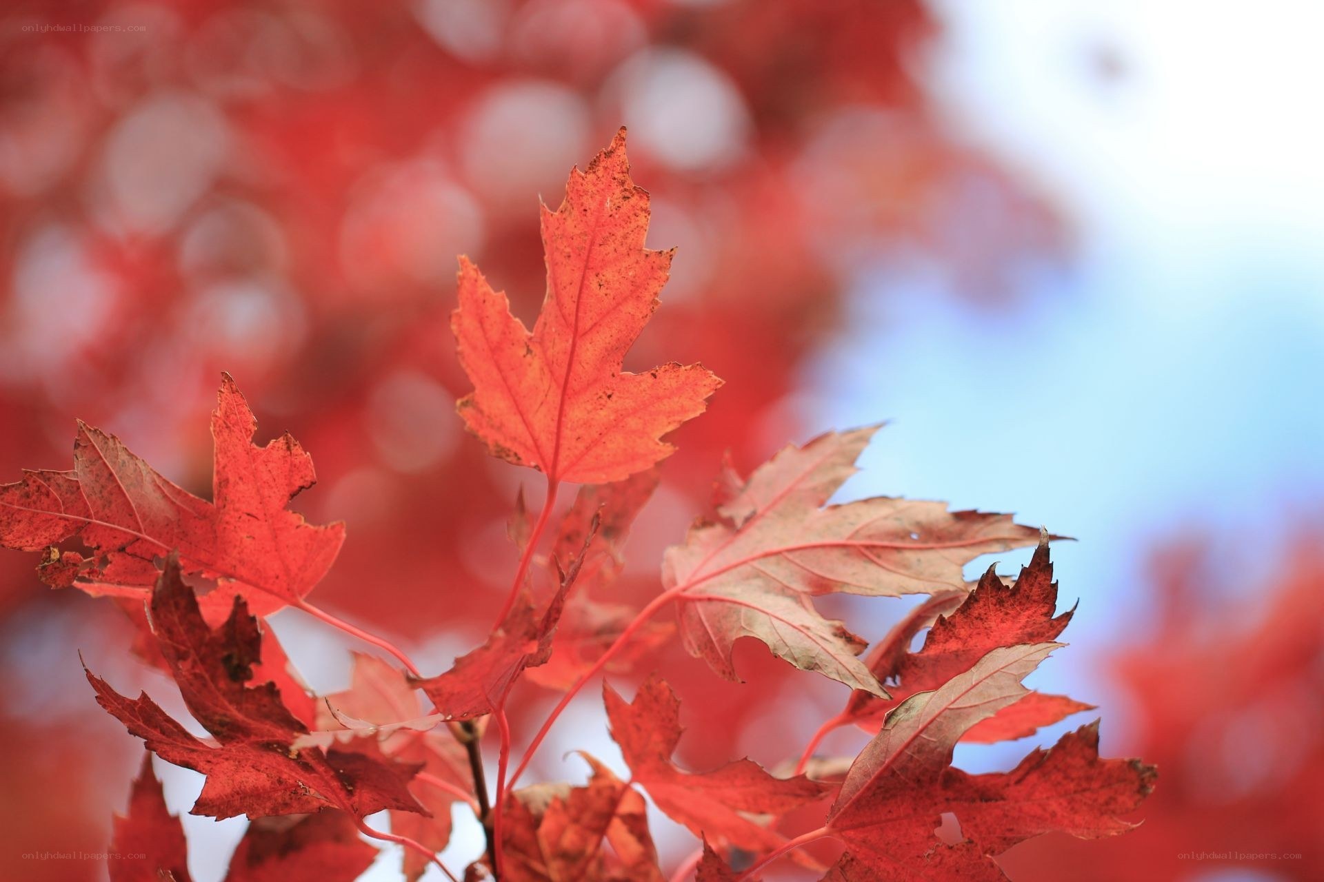 Red maple leaves in autumn