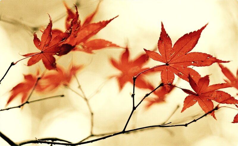 Red maple leaves in autumn