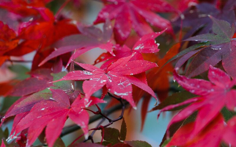 Red maple leaves in autumn