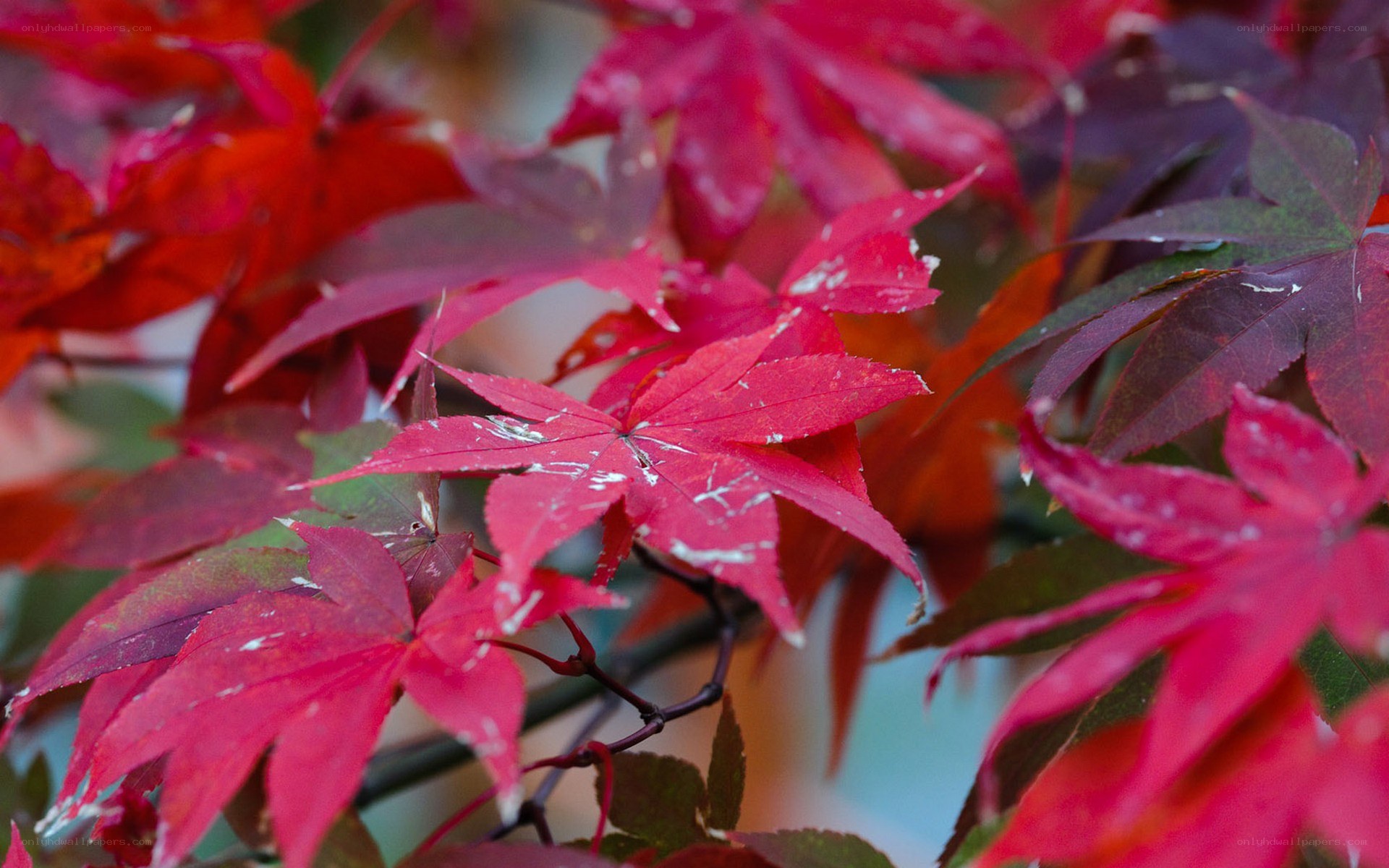 Red maple leaves in autumn