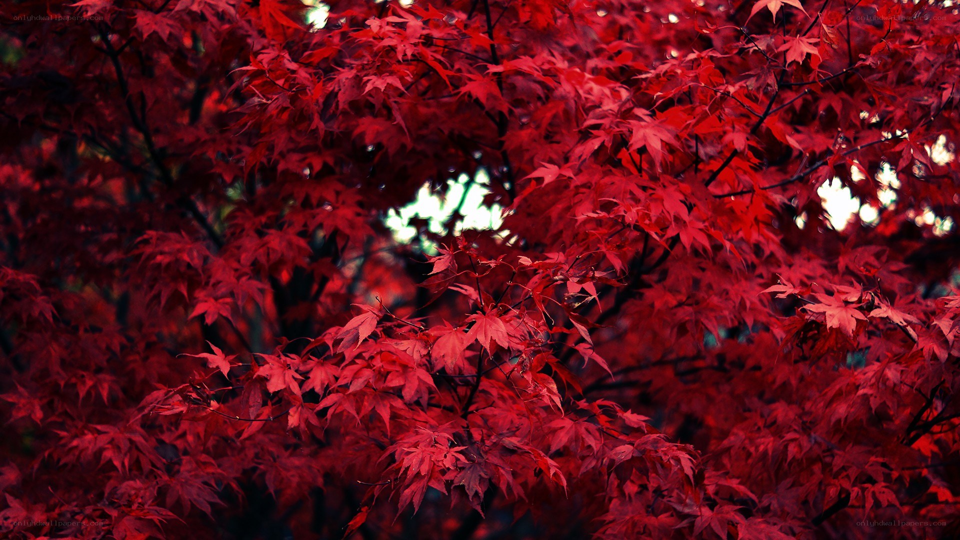 Red maple leaves in autumn