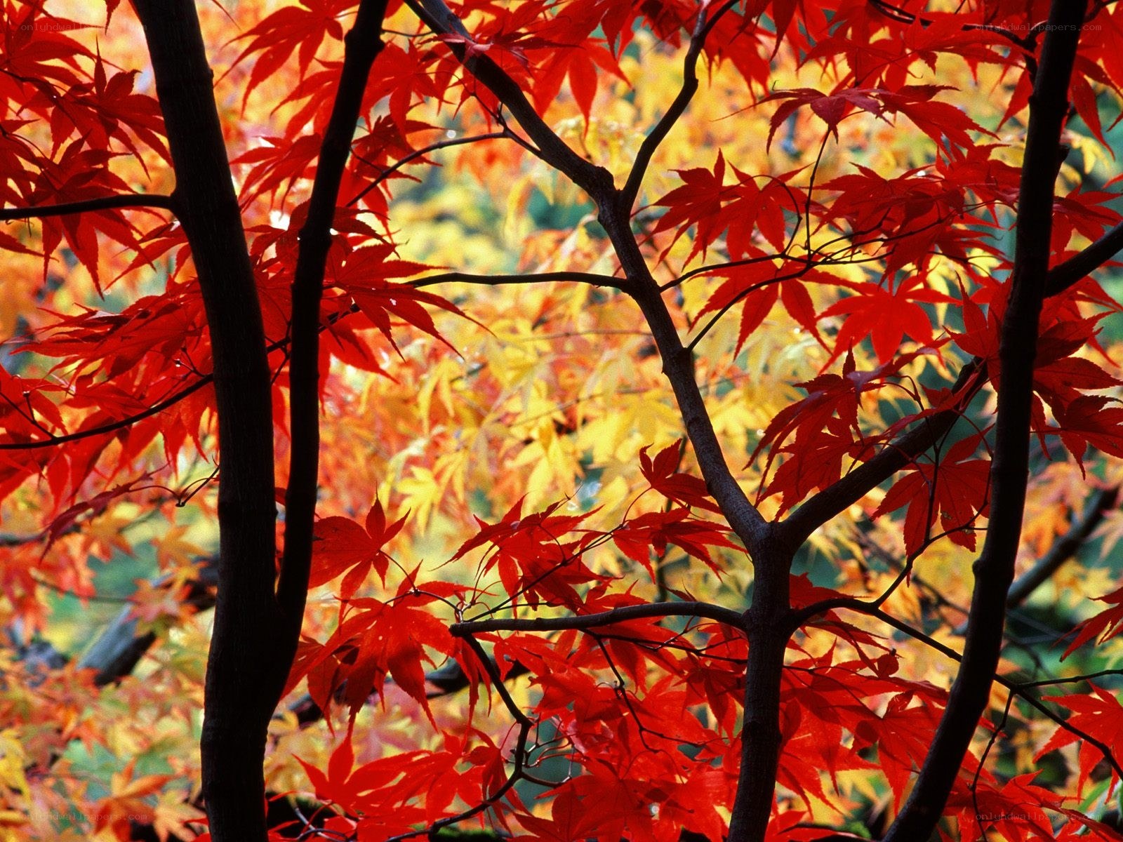 Red maple leaves in autumn
