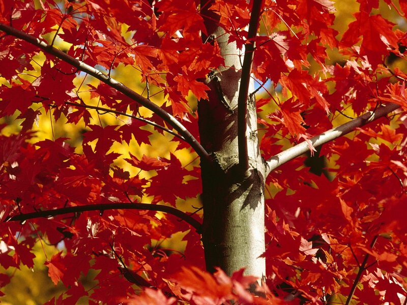Red maple leaves in autumn