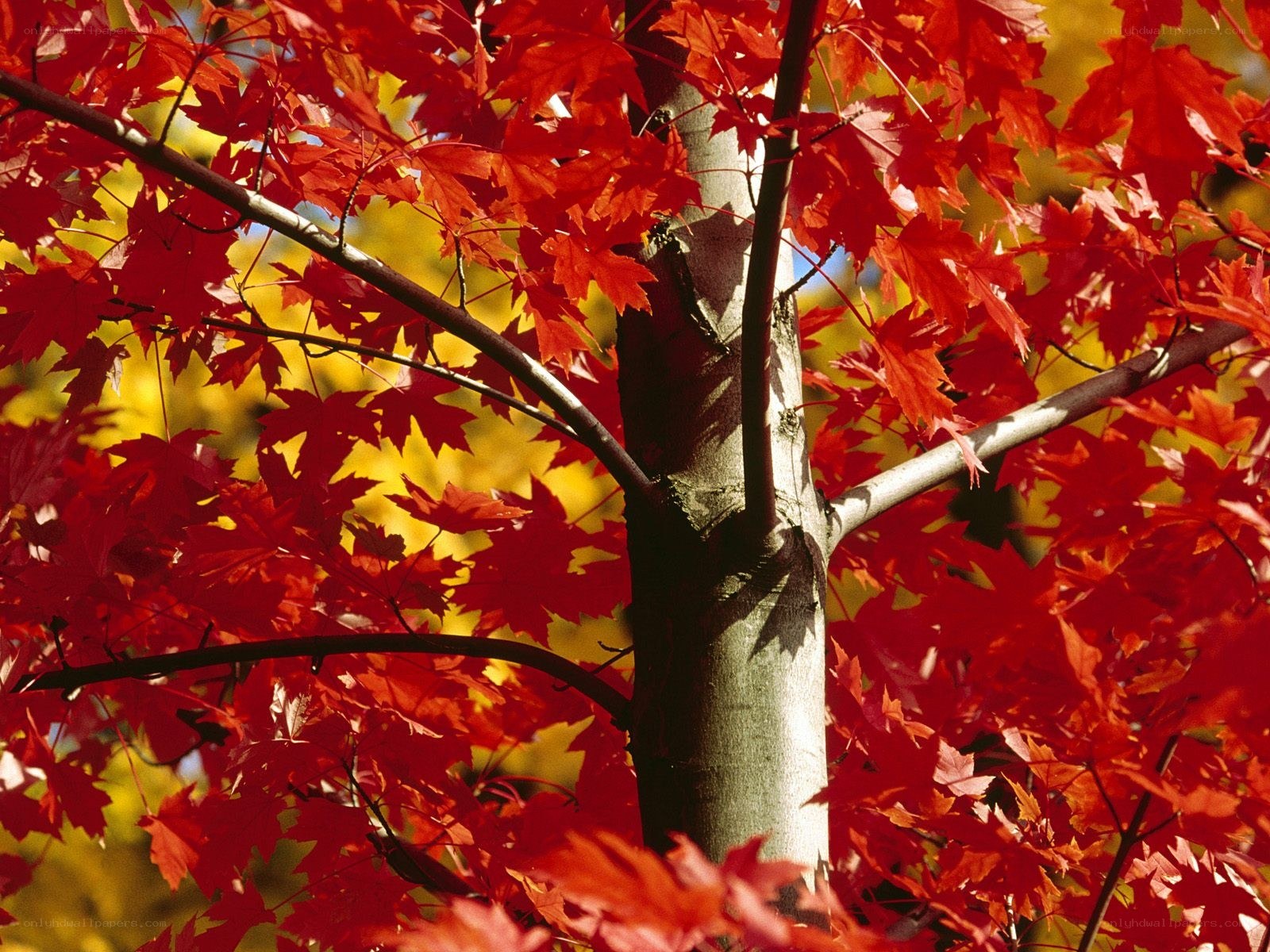 Red maple leaves in autumn