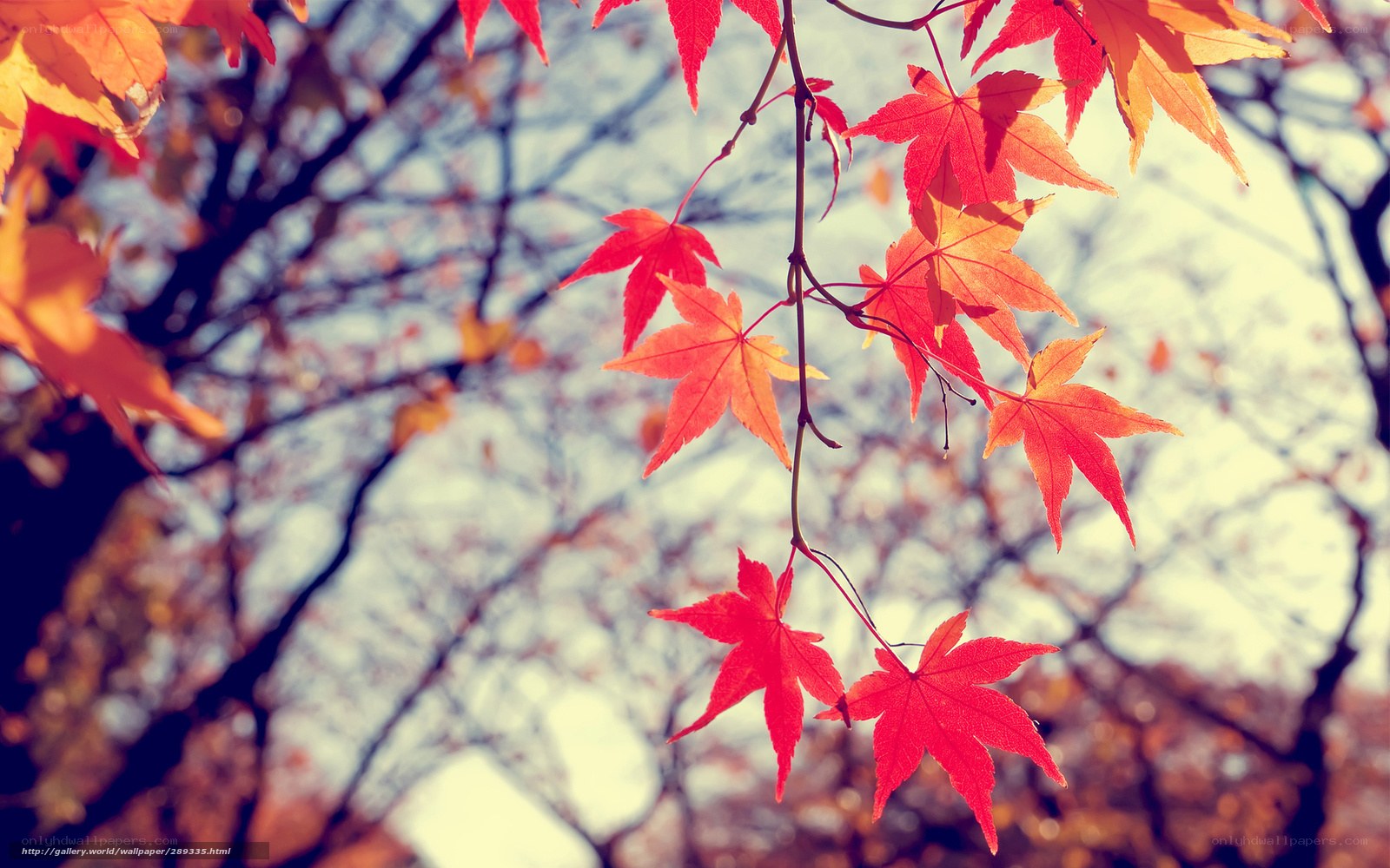 Red maple leaves in autumn