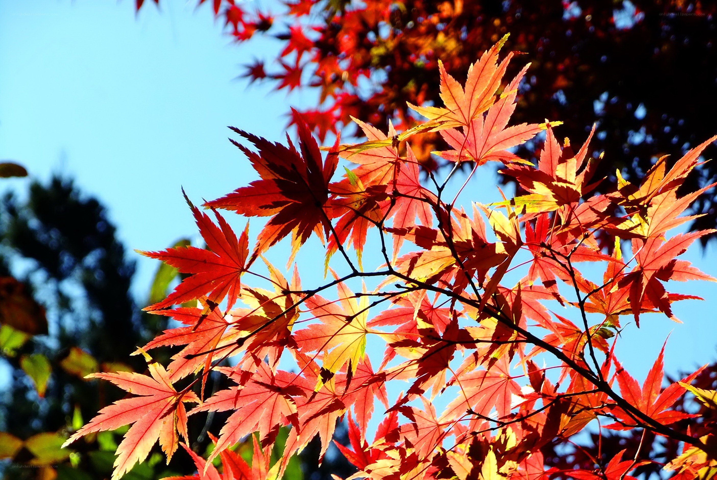 Red maple leaves in autumn
